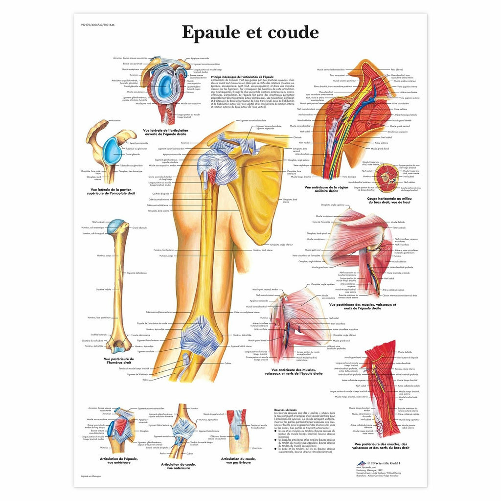 Planche anatomique Epaule et coude