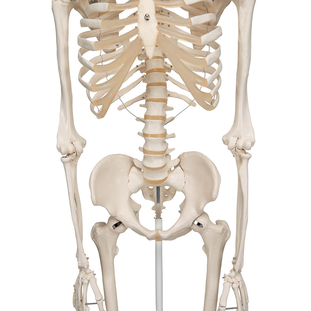 Squelette taille réelle - Anatomie