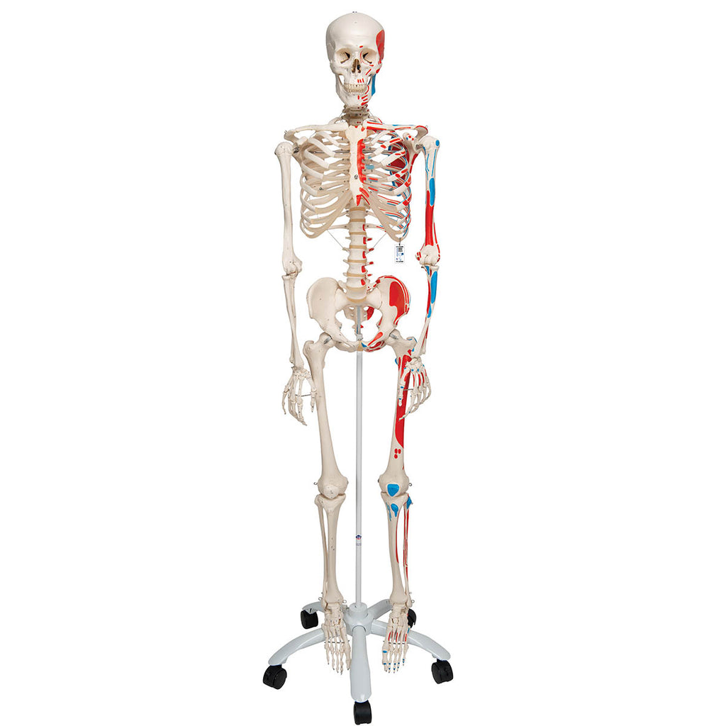 Squelette humain Max A11