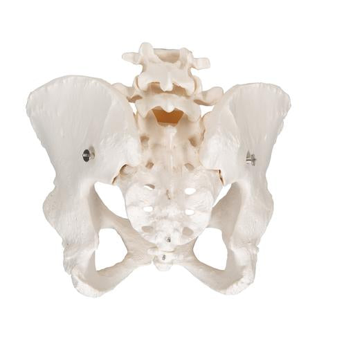Modèle anatomique 3B scientific - Bassin féminin avec ligaments