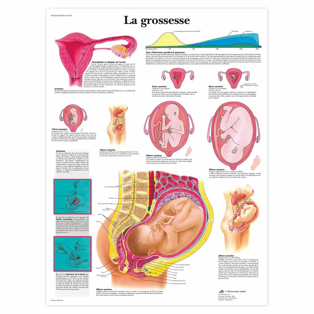 Planche anatomique La grossesse
