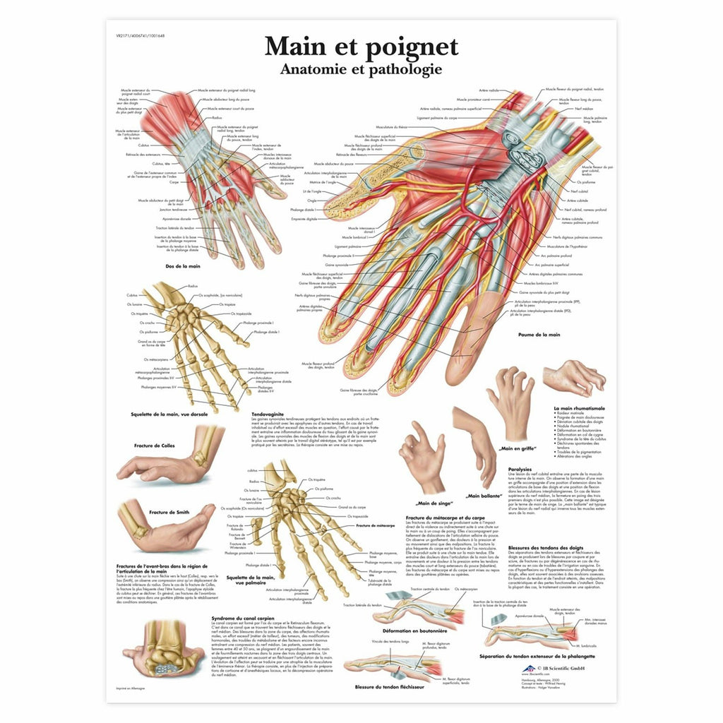Planche anatomique - Le squelette humain - Anatomie et pathologie - 3B  Scientific