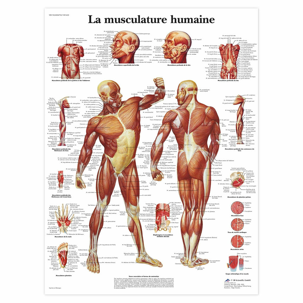 Planche anatomique La musculature humaine