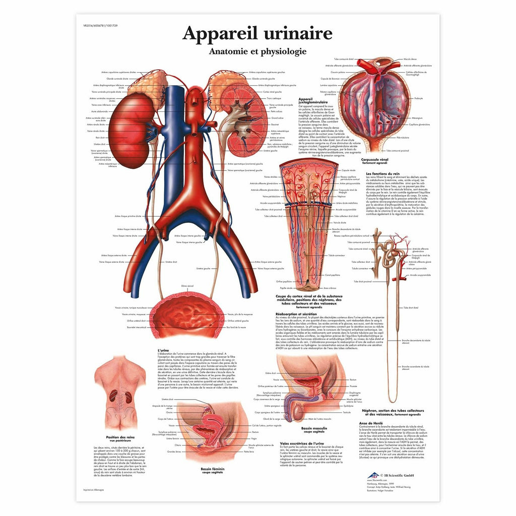 Planche anatomique Appareil urinaire