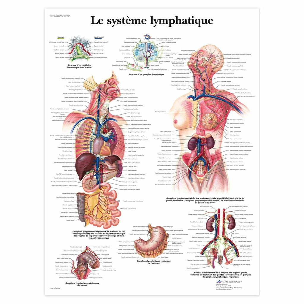 Planche anatomique Le système lymphatique