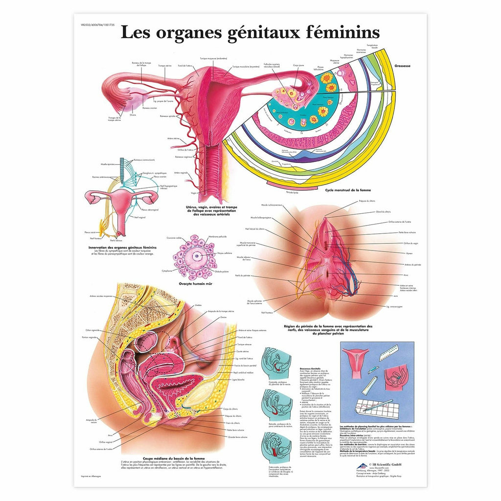 Planche anatomique Les organes génitaux féminins