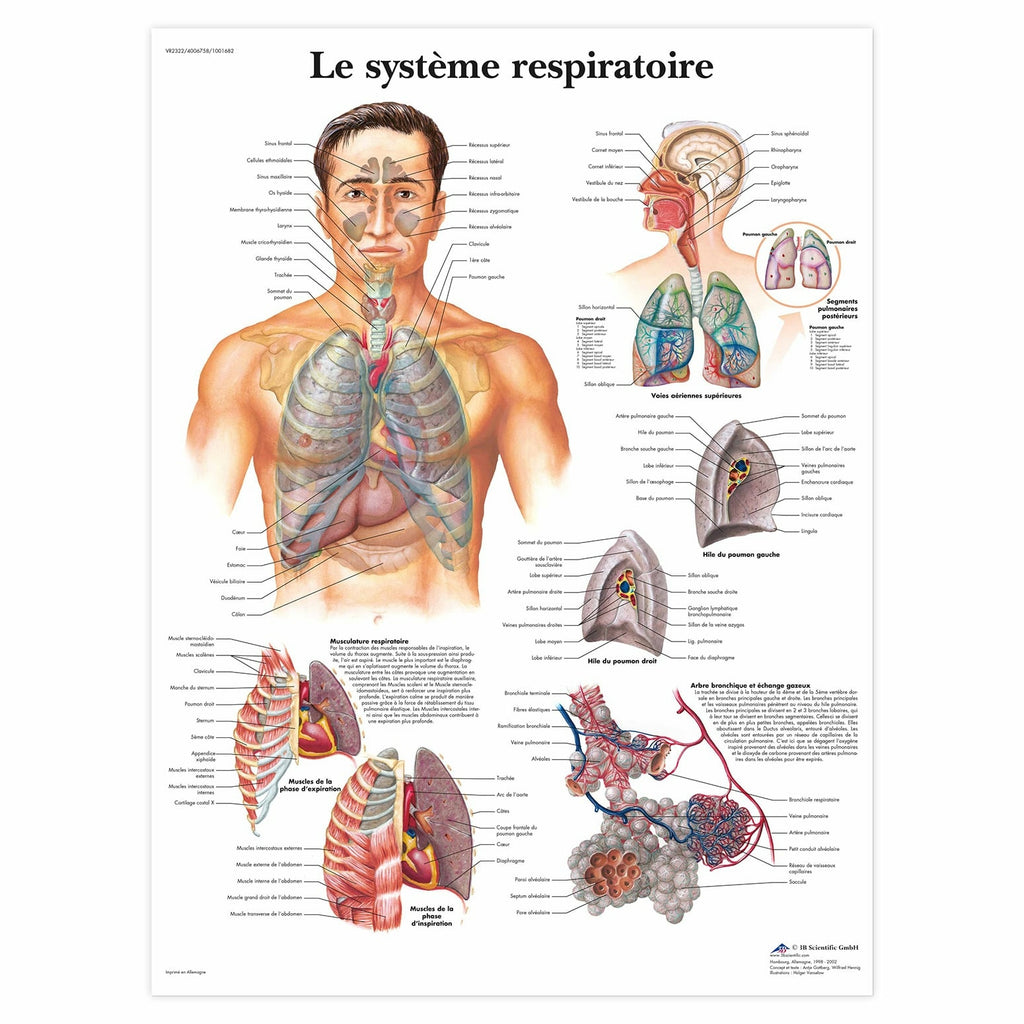 Planche anatomique Le système respiration